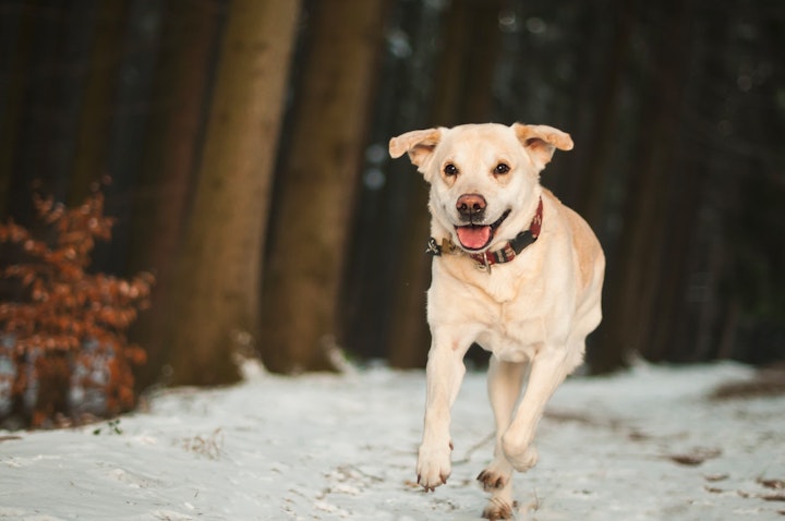 犬の鼻がピンクに変わる！冬によく起こる「スノー・ノーズ」とは？ - CHERIEE あにまるマガジン