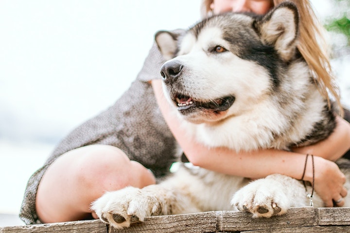 犬,いびき,病気,呼吸,鼻,喉