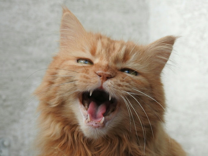 鳴き声がひどい 元野良猫が鳴き止まないときの4つの対処法 シェリー ペットの幸せを一緒に考える 鳴き声がひどい 元野良猫が鳴き止まないときの4つの対処法 シェリー ペットの幸せを一緒に考える