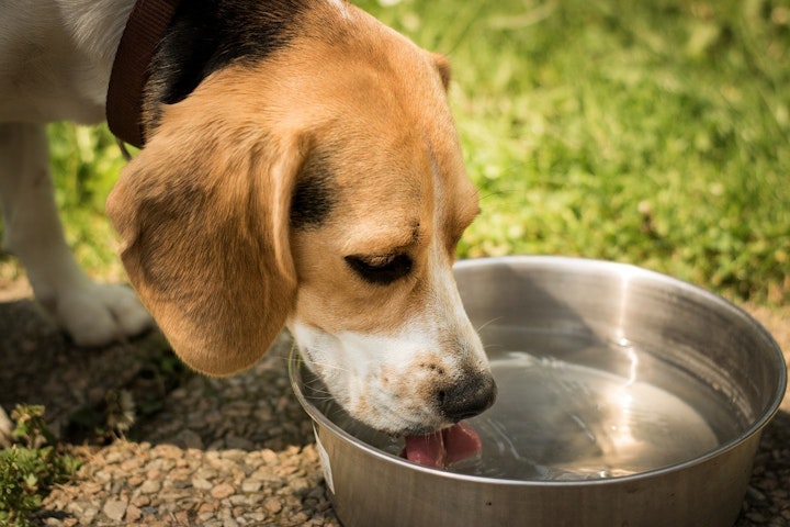 犬,多飲多尿,水,飲みすぎ,尿,頻尿,おしっこ