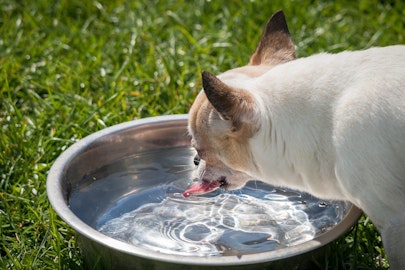 【獣医師監修】放置しないで！犬の多飲多尿の原因とは？のアイキャッチ画像