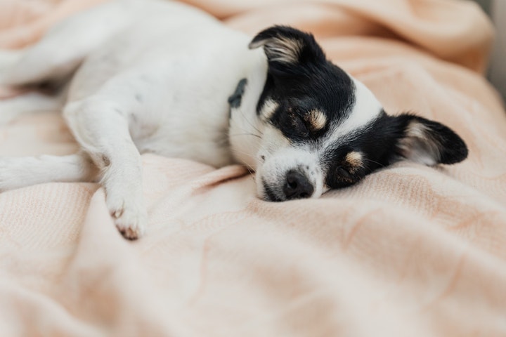 ペット,犬,猫,静電気,対策,乾燥,冬