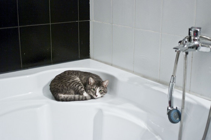 猫ストーカー,猫,ストーカー,ついてくる,心理,理由,トイレ,お風呂
