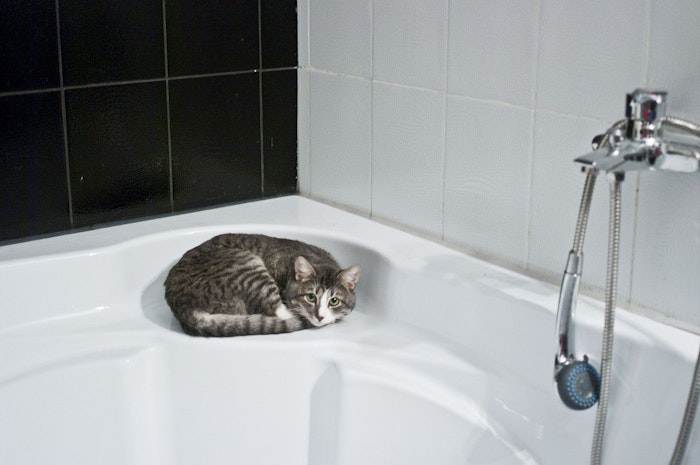 猫がトイレやお風呂についてくる ストーカー猫 の心理とは シェリー ペットの幸せを一緒に考える