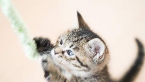 遊び?怒り?「猫パンチ」の4つの理由と猫の気持ちの見分け方のアイキャッチ画像