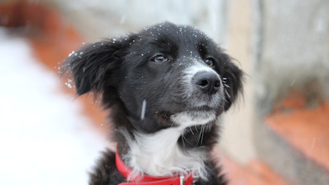 冬の散歩は気をつけて!寒暖差から起こる犬のヒートショックと対策法のアイキャッチ画像