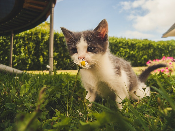 獣医 猫 嘔吐 吐出 疾病