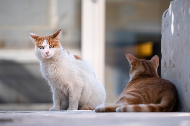 捕獲器で野良猫を捕獲するには？使い方や失敗しないためのコツのアイキャッチ画像