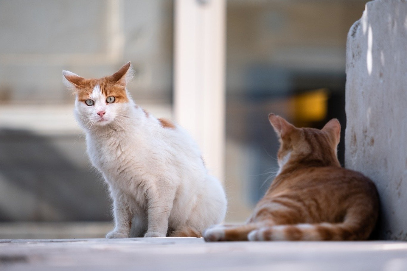 捕獲器で野良猫を捕獲するには 使い方や失敗しないためのコツ シェリー ペットの幸せを一緒に考える 捕獲器で野良猫を捕獲するには 使い方や失敗しないためのコツ シェリー ペットの幸せを一緒に考える