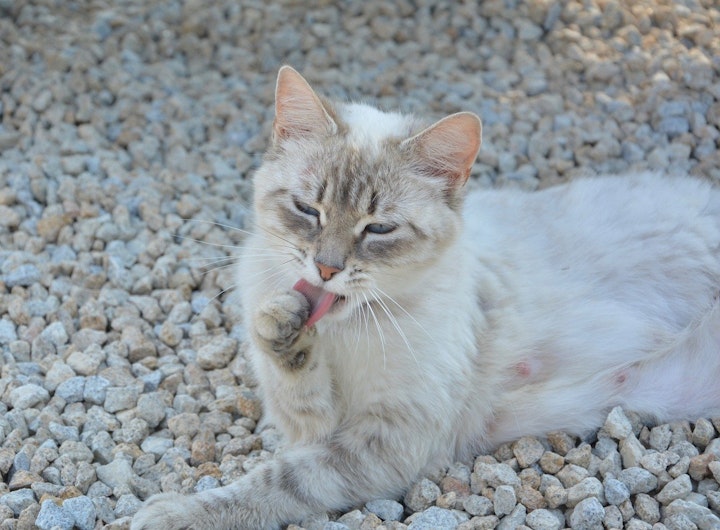 猫,下痢,疾患,病気,お腹,便