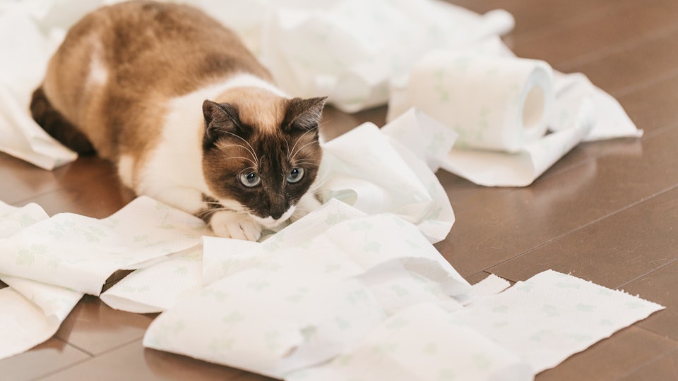 【獣医師監修】猫の下痢の原因は?チェックすべきポイントを徹底解説