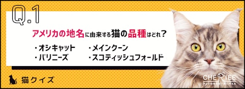 【猫クイズ】知ってた？地名由来の猫の品種とは！？のアイキャッチ画像