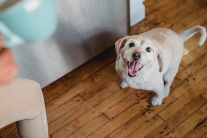 犬のゲップの原因は？考えられる病気やゲップ対策法のアイキャッチ画像