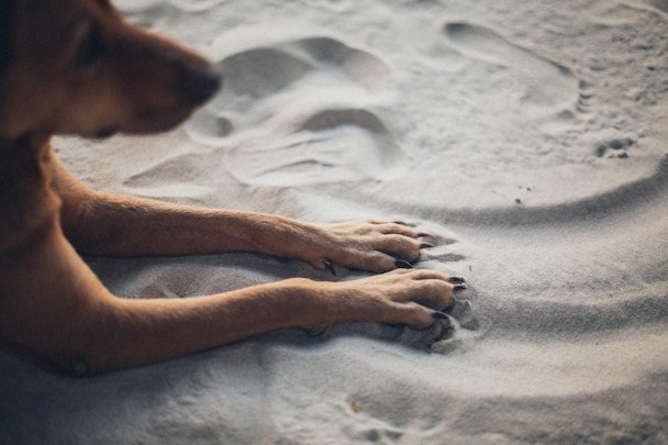 犬の爪が折れてしまった！犬の爪が折れる原因と対処法のアイキャッチ画像