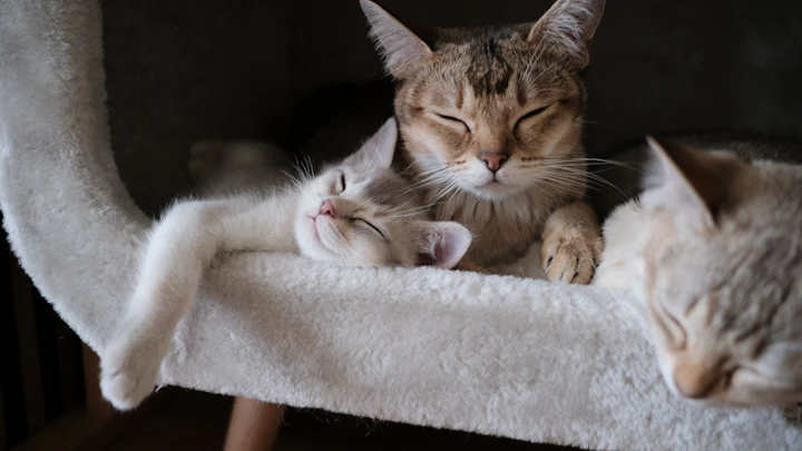 【2026年】保護猫を譲り受けるには?東京のおすすめ保護猫カフェ5選のアイキャッチ画像