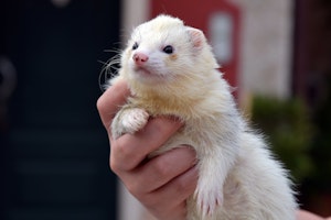 フェレットは飼いやすい フェレットの特徴や気になる疑問を徹底解説 シェリー Goo ニュース フェレットは飼いやすい フェレットの特徴や気になる疑問を徹底解説 シェリー Goo ニュース