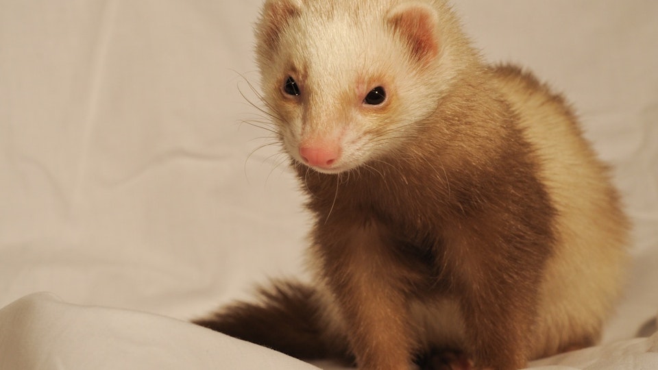 フェレットを飼いたい!知っておくべき知識【飼い方・道具編】