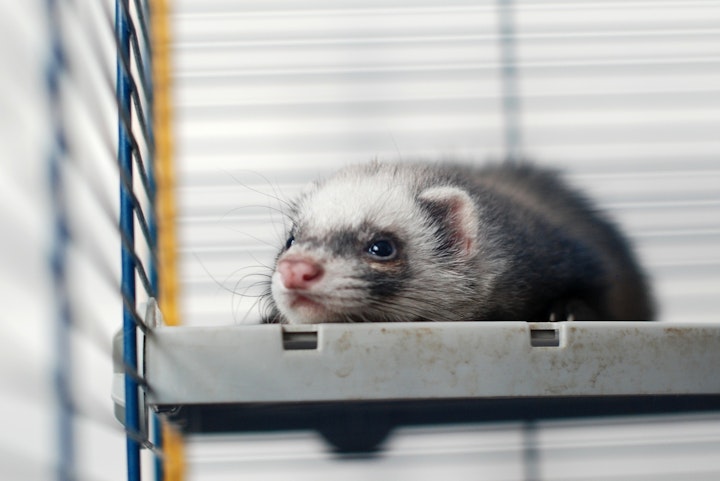 フェレット,飼い方,方法,暮らし