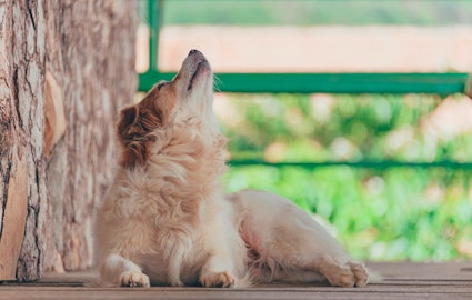 犬が遠吠えをする理由は？犬の心理と4つの対策法のアイキャッチ画像