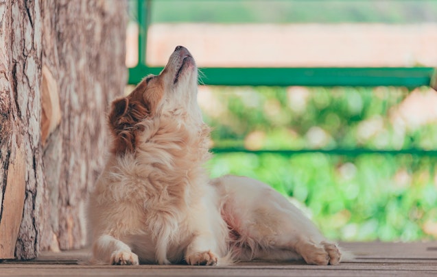 犬が遠吠えをする理由は？犬の心理と4つの対策法のアイキャッチ画像