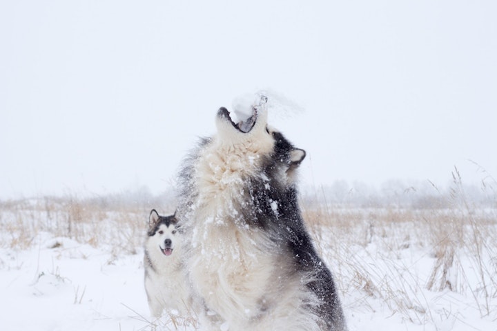 犬,遠吠え,心理,理由,ストレス,認知症