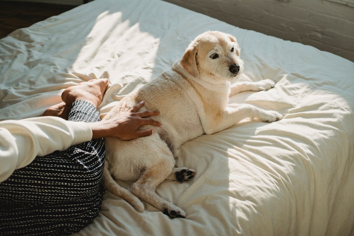 犬,遠吠え,心理,理由,ストレス,認知症