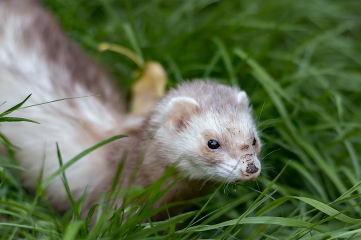 フェレット,散歩,危険,飼い方,暮らし