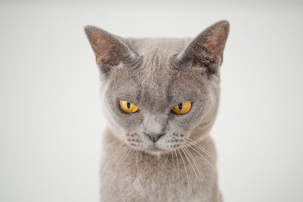 【獣医師監修】実は怖い！猫の鼻汁や鼻血は危険な病気のサインかものアイキャッチ画像