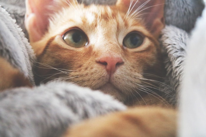 獣医師監修 実は怖い 猫の鼻汁や鼻血は危険な病気のサインかも シェリー みなさんは 鼻腔 びくう 異常 という dメニューニュース Nttドコモ 獣医師監修 実は怖い 猫の鼻汁や鼻血は危険な病気のサインかも シェリー みなさんは 鼻腔 びくう 異常 という dメニューニュース Nttドコモ