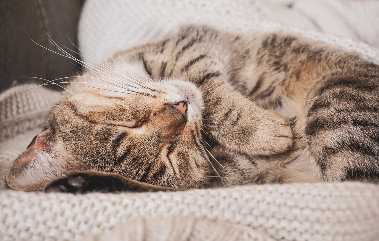 【獣医師監修】実は怖い！猫の鼻汁や鼻血は危険な病気のサインかも - シェリー - ペットの幸せを一緒に考える