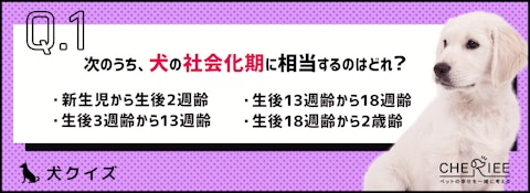 【犬クイズ】健康的に生きるために！犬の社会化で重要なこととは？のアイキャッチ画像