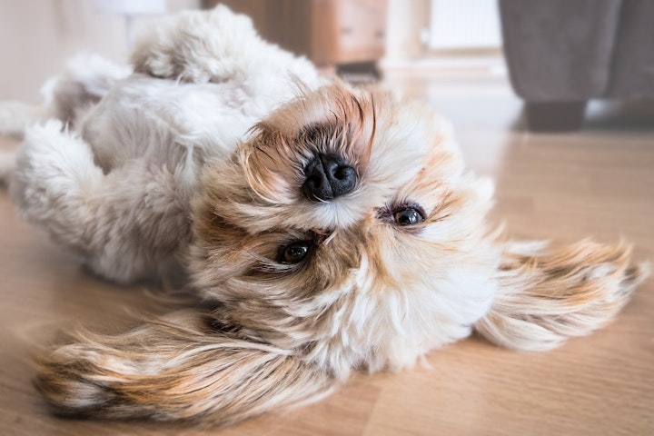 犬,尿,尿もれ,原因,お漏らし,うれション,病気