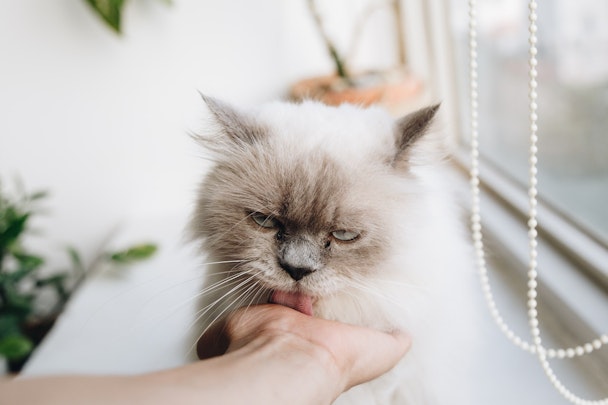 経験者が語る！野良猫を飼う前に知っておきたい4つのデメリットのアイキャッチ画像