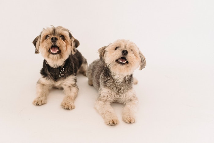 犬のストレス軽減や防臭 防虫に アロマテラピーのやり方と注意点 シェリー ペットの幸せを一緒に考える 犬のストレス軽減や防臭 防虫に アロマテラピーのやり方と注意点 シェリー ペットの幸せを一緒に考える