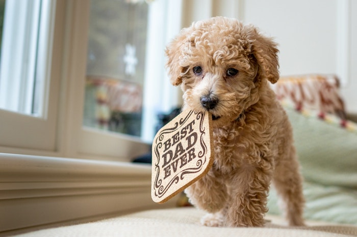 犬のストレス軽減や防臭 防虫に アロマテラピーのやり方と注意点 シェリー Goo ニュース