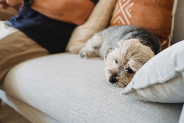 体を掻いていたら注意！犬のアレルギーと日頃のケアをご紹介のアイキャッチ画像