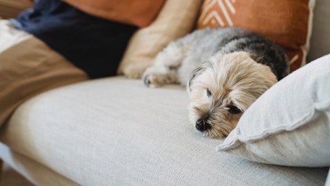 体を掻いていたら注意!犬のアレルギーと日頃のケアをご紹介のアイキャッチ画像