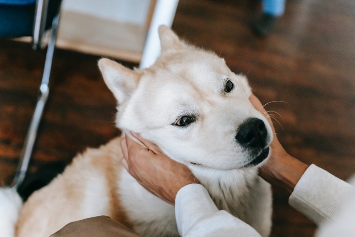 犬,アレルギー,スキンケア,アトピー,皮膚炎,食物,昆虫,アレルギー,ノミ,ハウスダスト,花粉