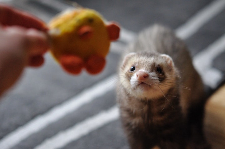 フェレット,遊び方,おもちゃ,飼い方,暮らし