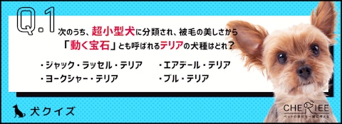 【クイズ】見た目もざまざま！32種類いるテリアの雑学のアイキャッチ画像