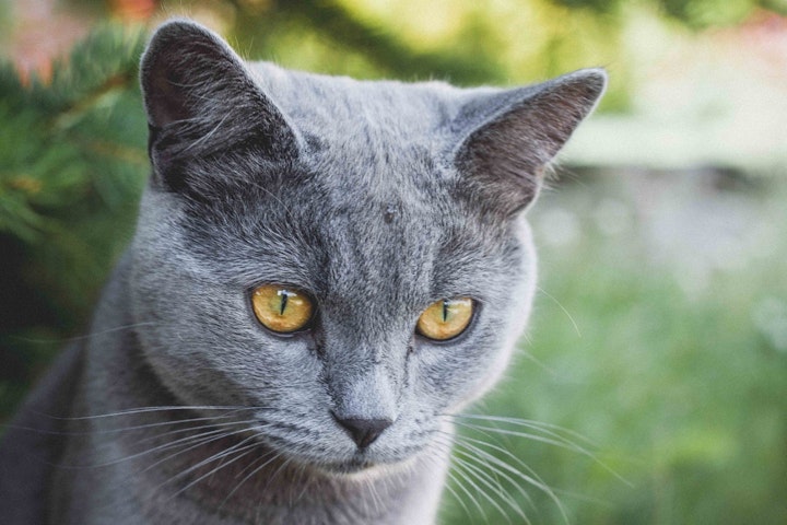 猫,飲水,異常,水,飲まない,病気