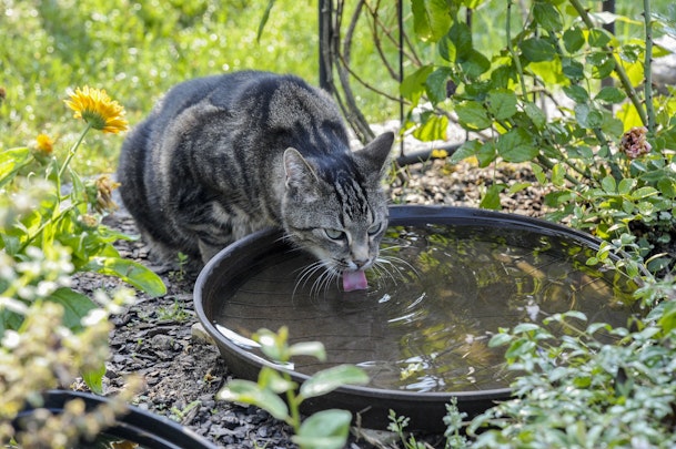 【獣医師監修】気になる猫の多飲多尿！もしかしたら病気かも？のアイキャッチ画像