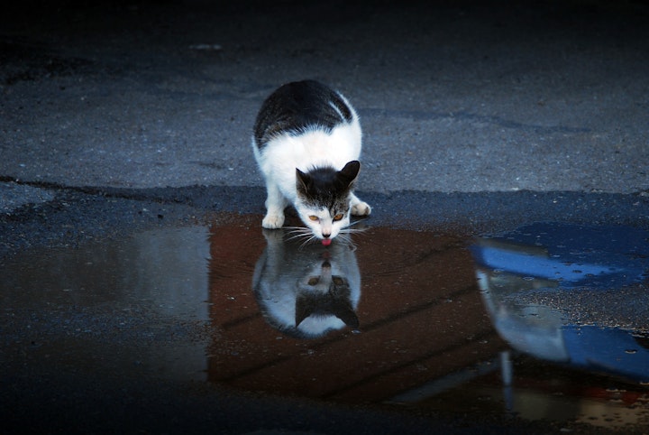 猫,獣医,多飲多尿,病気,健康診断