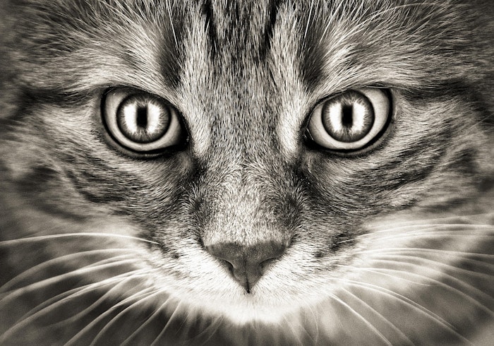 獣医師監修 失明の危険も 絶対に気をつけたい猫の眼の異常 シェリー ヒトや猫を含む動物にとって眼の健康は大切 dメニューニュース Nttドコモ 獣医師監修 失明の危険も 絶対に気をつけたい猫の眼の異常 シェリー ヒトや猫を含む動物にとって眼の健康は大切 dメニューニュース Nttドコモ