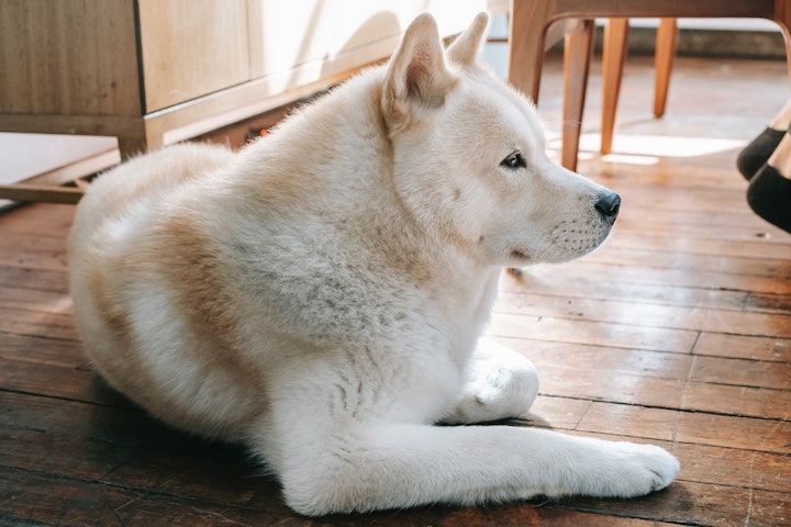 動物病院,マナー,飼い主,注意点,犬,猫,待合室,排泄