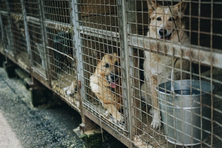 中国,ペット事情,飼い方,文化,エンタメ