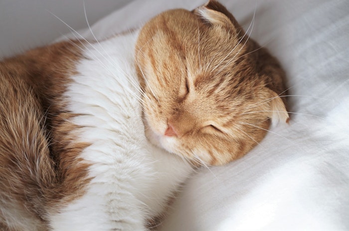 獣医師監修 失明の危険も 絶対に気をつけたい猫の眼の異常 シェリー ヒトや猫を含む動物にとって眼の健康は大切 dメニューニュース Nttドコモ 獣医師監修 失明の危険も 絶対に気をつけたい猫の眼の異常 シェリー ヒトや猫を含む動物にとって眼の健康は大切 dメニューニュース Nttドコモ