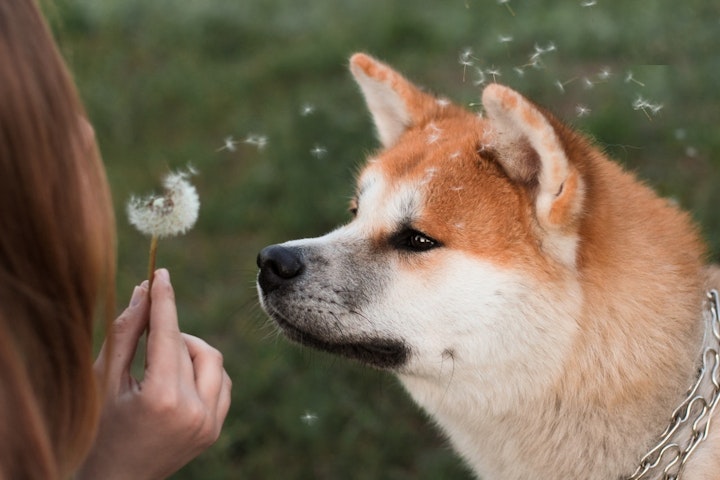 犬,ペット,ひげ,触毛,飼い主,人間,感覚器官,賛否両論,感覚,野生,健康