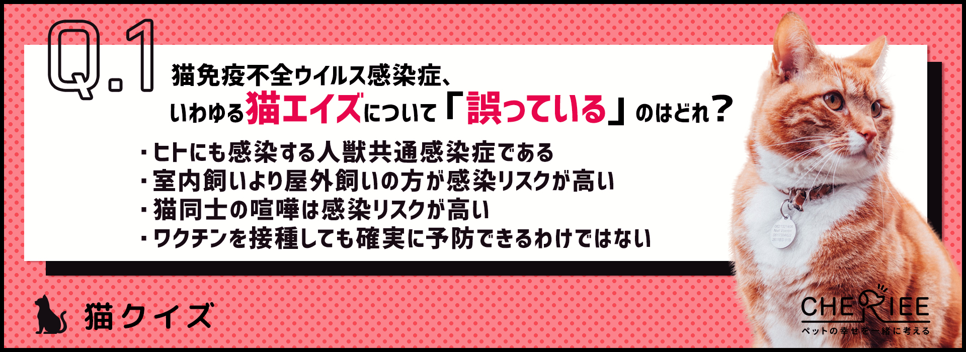 【クイズ】猫飼いさんは知っておきたい猫エイズってどんな病気？