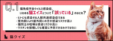 【クイズ】猫飼いさんは知っておきたい猫エイズってどんな病気？のアイキャッチ画像